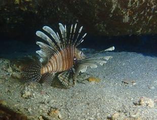Lionfish spread in Aegean Sea after invading Mediterranean