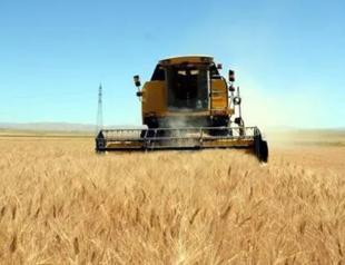 Grain yield in Turkey at risk due to drought: Experts