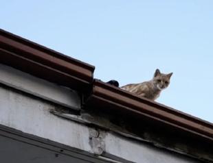 Stray cat living reclusive life for four years on roof