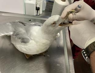 World’s first stork hospital taking care of stray animals