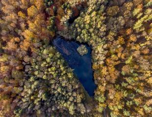 Over 100 countries vow to end deforestation at climate talks