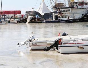 Mussels to be used against marine mucilage invasion