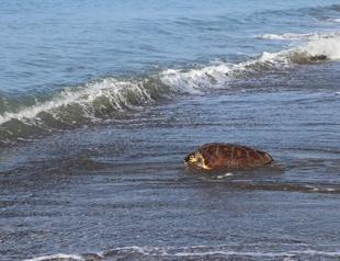 Healed sea turtles released back into natural habitat