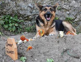 Loyal Turkish dog inseparable from late owner