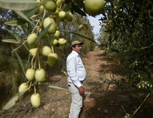 Algerian farmer’s olive oil wins global recognition