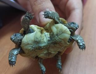 Siamese twin turtles found in travertines of Pamukkale