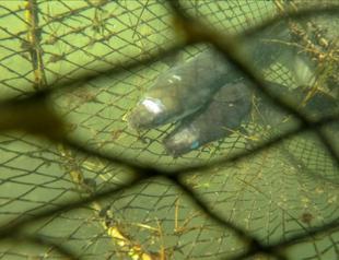 Eels travel from Mexico to Turkish waters to reproduce