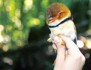 Amazon birds becoming smaller and longer winged