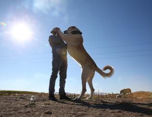 Şanlıurfa’s Guregh dogs in demand