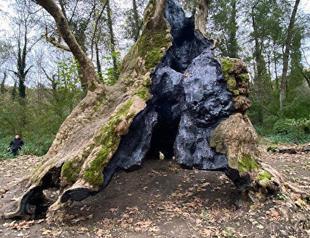 Oldest tree in Istanbul 1,300-years-old: Expert