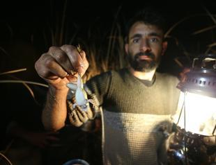 Hunters catch bullfrogs to export to European countries