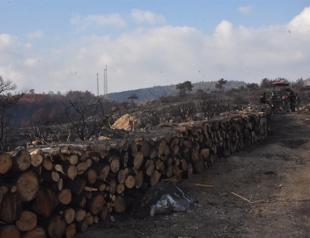 Cleaning of areas burned by wildfires in Muğla continues