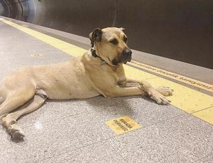 Demand rising to adopt Istanbul’s famous stray dog ‘Boji’