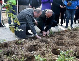 ‘Edirne rose’ brought from Bulgaria, planted in border city