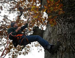 Rare wild bees find has English country estate buzzing
