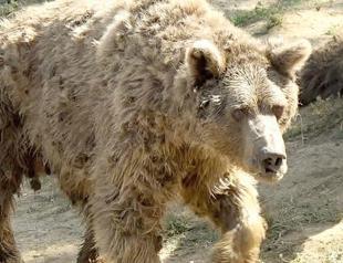 Turkey’s last dancing bear dies in animal shelter
