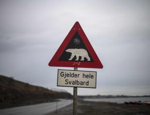 Rare hunting scene raises questions over polar bear diet