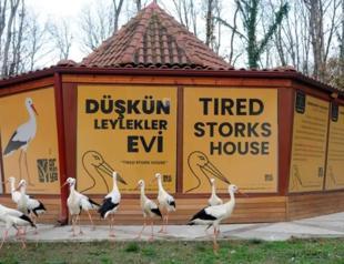 ‘Tired Storks House’ hosts storks unable to migrate