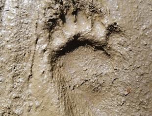 Fossil footprints puzzle scientists: Bear or ancient human
