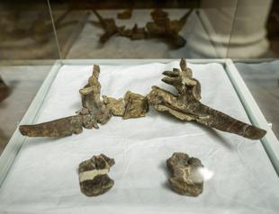 New dinosaur species from Chile had a unique slashing tail