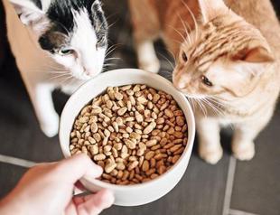 Hike in pet food prices concerning animal lovers