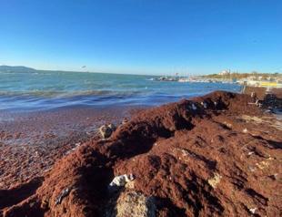 Red moss covers shores in Istanbul’s Anatolian side