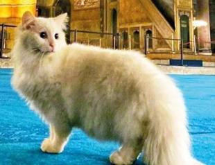 Hagia Sophia’s new cat missing: Official
