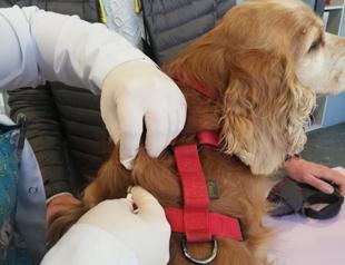 Some 78,000 pets registered to PETVET system in 2021: Ministry