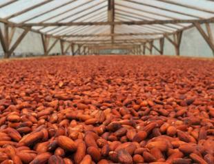 On Africa’s chocolate islands, cocoa producers target luxury market