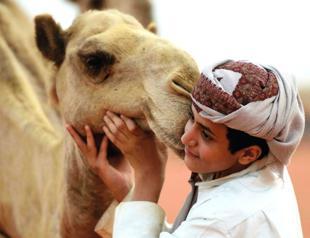 Saudi camel beauty pageant hit by botox