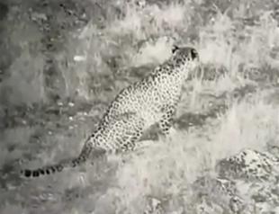 Anatolian Leopard never becomes extinct