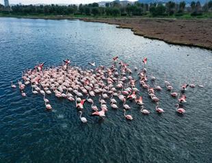 Famous wetland home to Turkey’s one-third of bird species