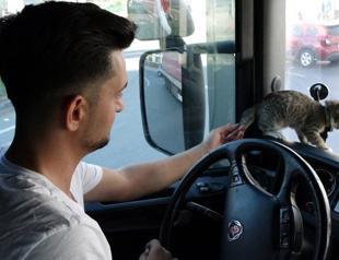 Kitten saved by lorry driver becomes internet sensation