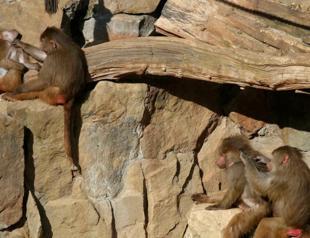 Baboons can reproduce social conventions to problem solve: Study