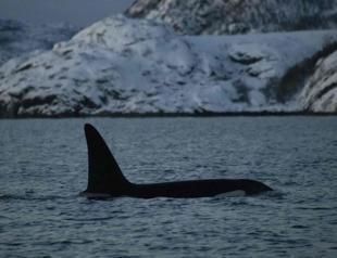 Melting Arctic ice draws killer whales further north