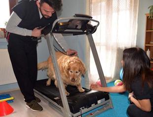 Obese dog Pasha loses 31 kg in 3 years with exercises