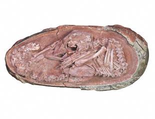 Perfectly preserved dinosaur embryo discovered