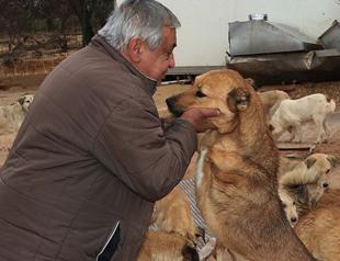 Man devotes life to wounded stray animals