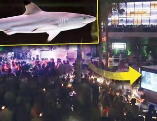 Animal lovers slam nightclub for keeping giant shark in small tank