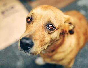 Stray animals’ fate uncertain, officials begin locking them up