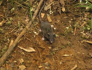 Researchers identfy 14 new shrew species