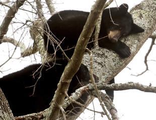 Mama bear, cubs spotted napping in tree