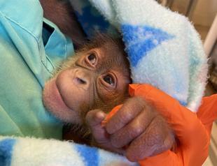 Healthy baby born to endangered orangutan