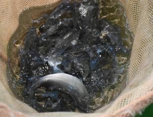 Deadly disease detected in farm-grown sea bass