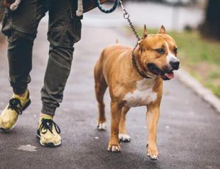 High court overturns decision over pit bull attack