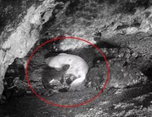 Newborn Mediterranean monk seal monitored