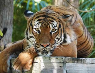 Tiger shot dead after biting worker’s arm at Florida zoo