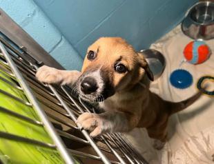 Shelter locates pet owners post-tornado