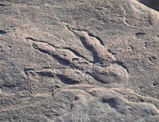 Dinosaur footprints dating back 200 million years