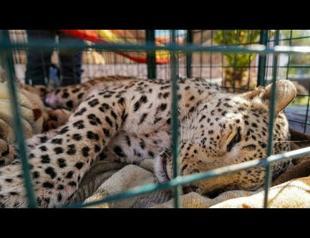 Rare leopard captured in northern Iraq
